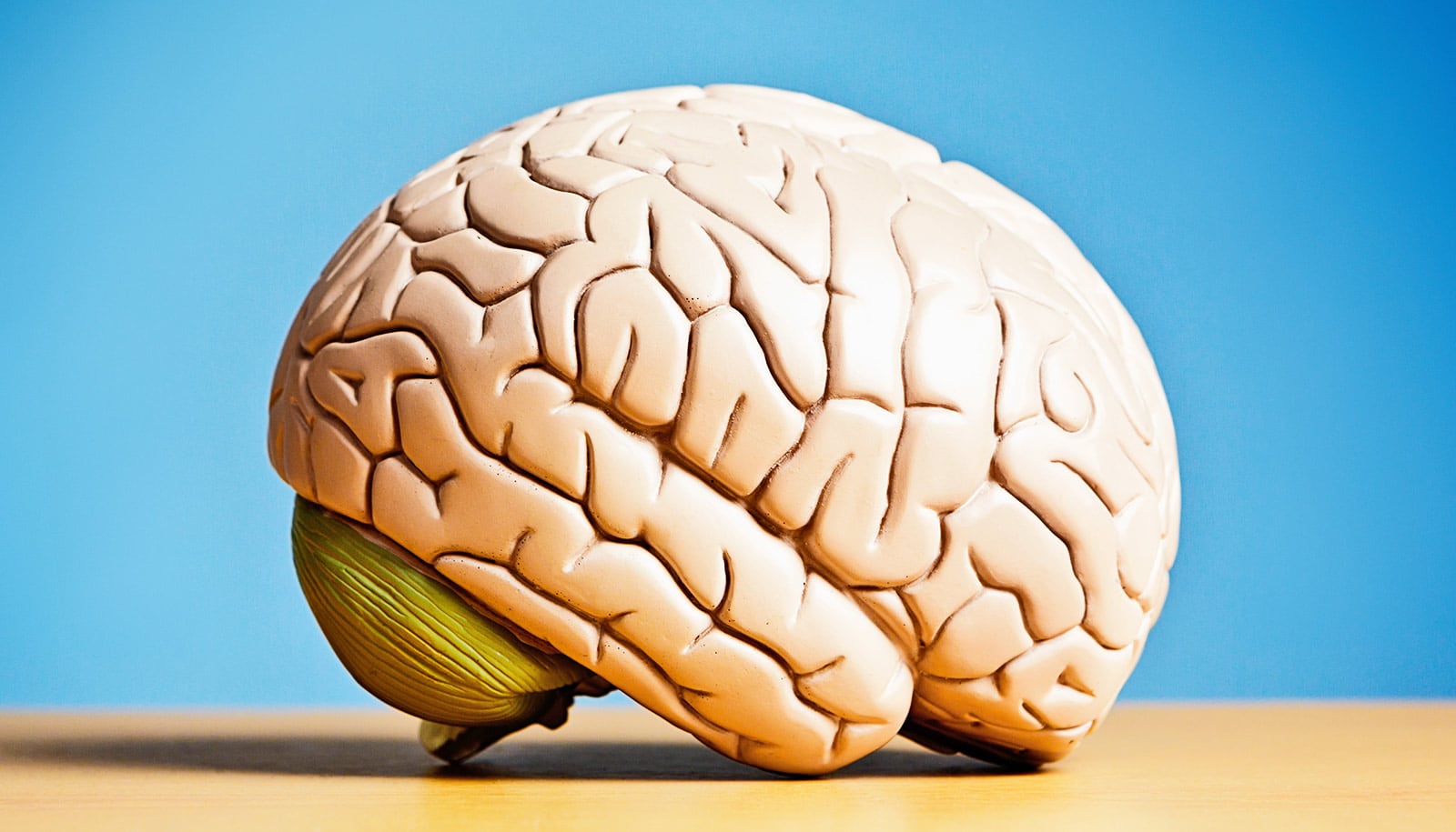 Brain groove depth tied to better reasoning ability