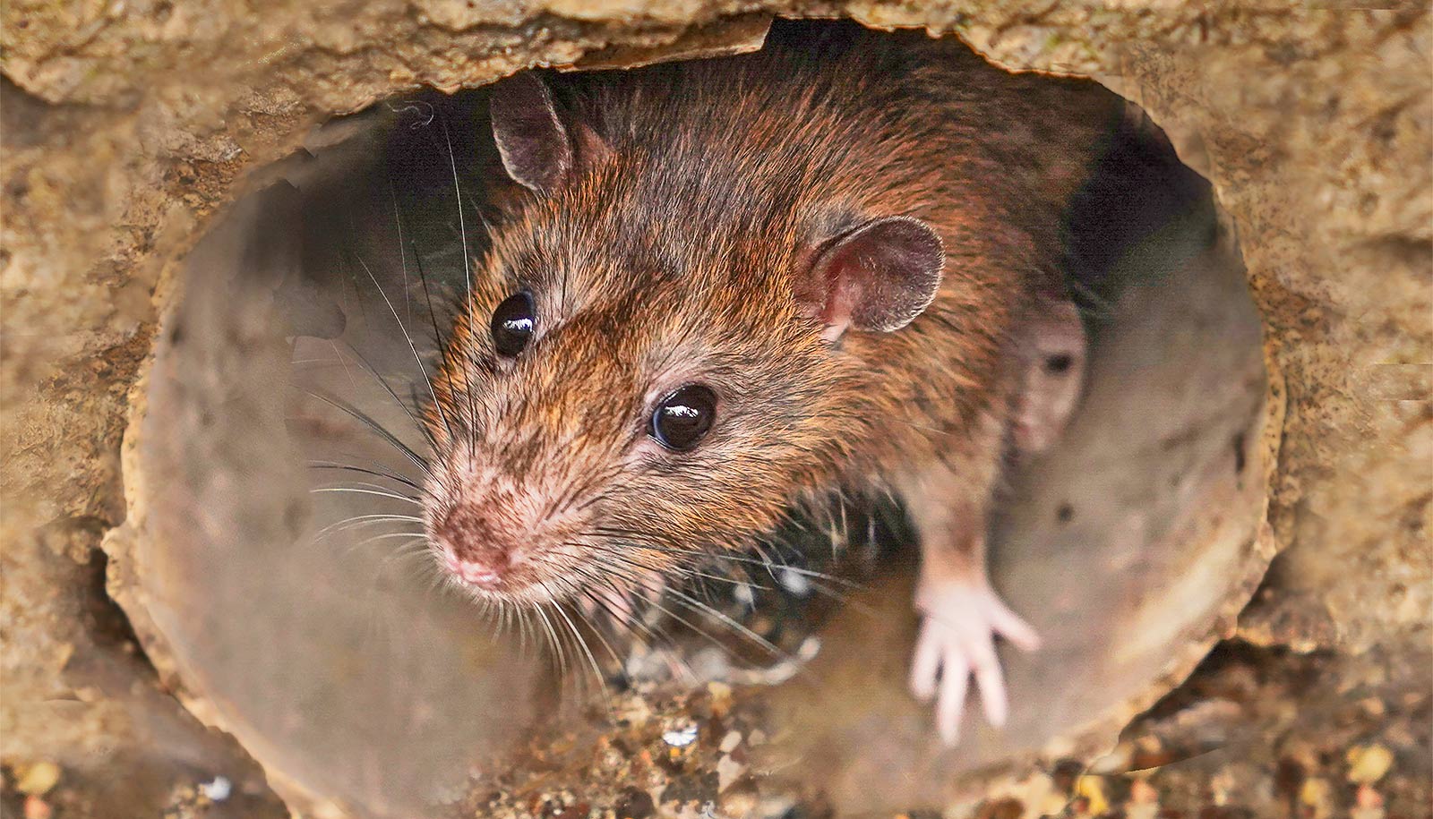 How city rats spread deadly bacteria