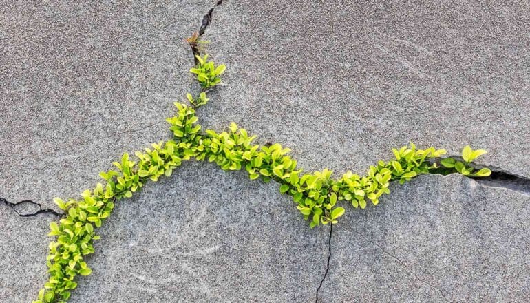 Green leaves growing through cracks in gray concrete.