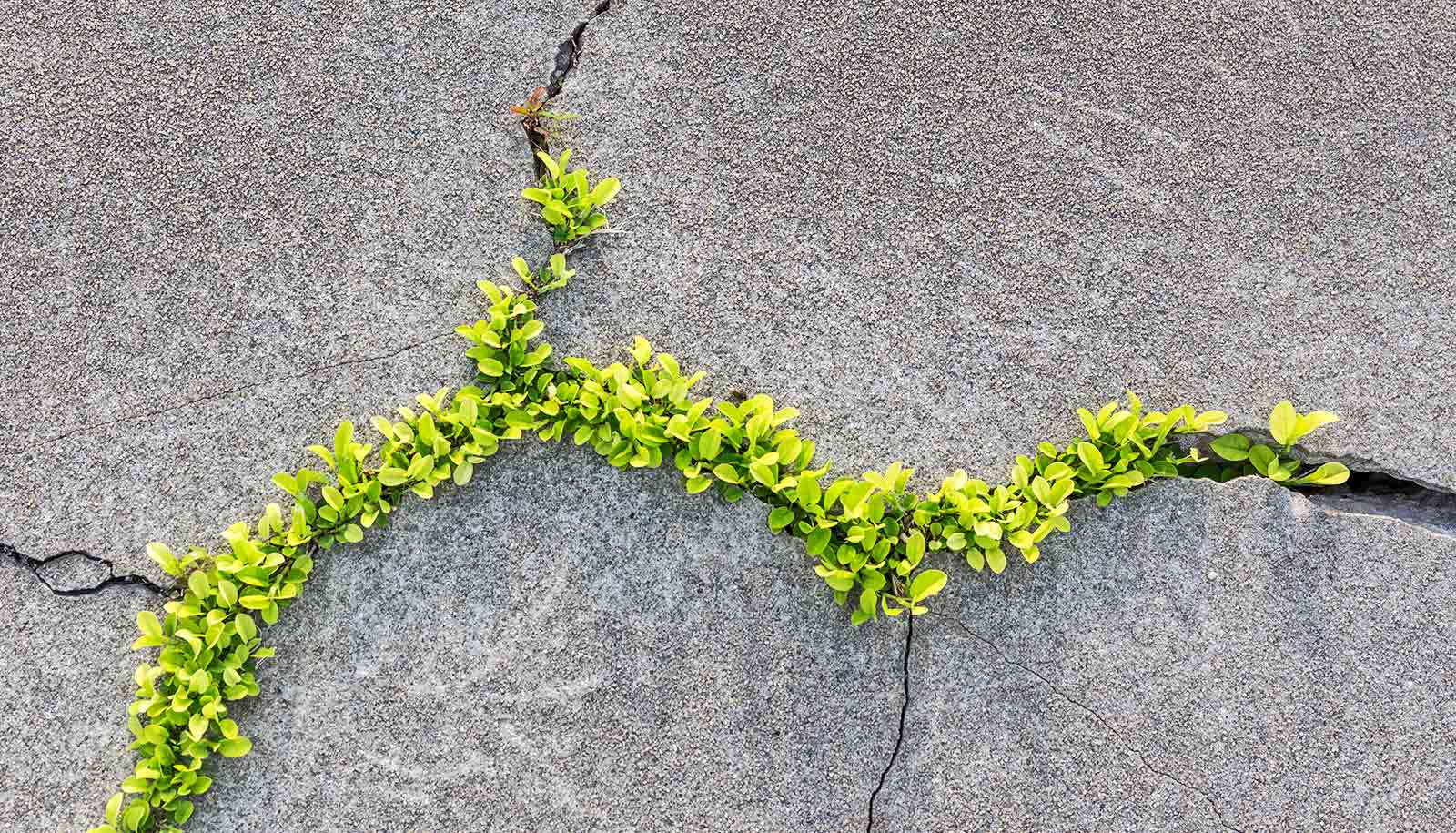 Nature inspires concrete that can mend its own cracks