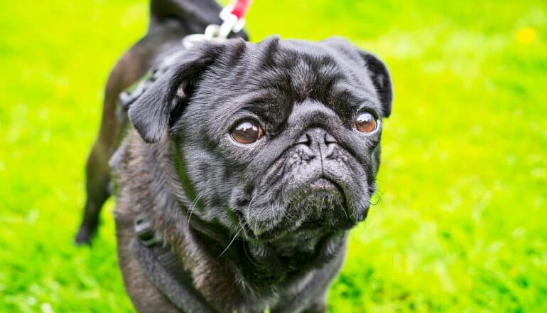 A black pug stands outside on grass while on a walk.