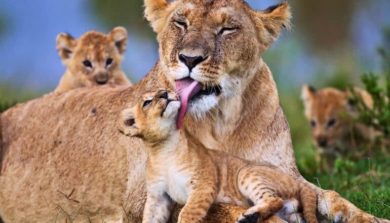 A lioness licks one of her cubs on its cheeks as two other cubs stand behind her.