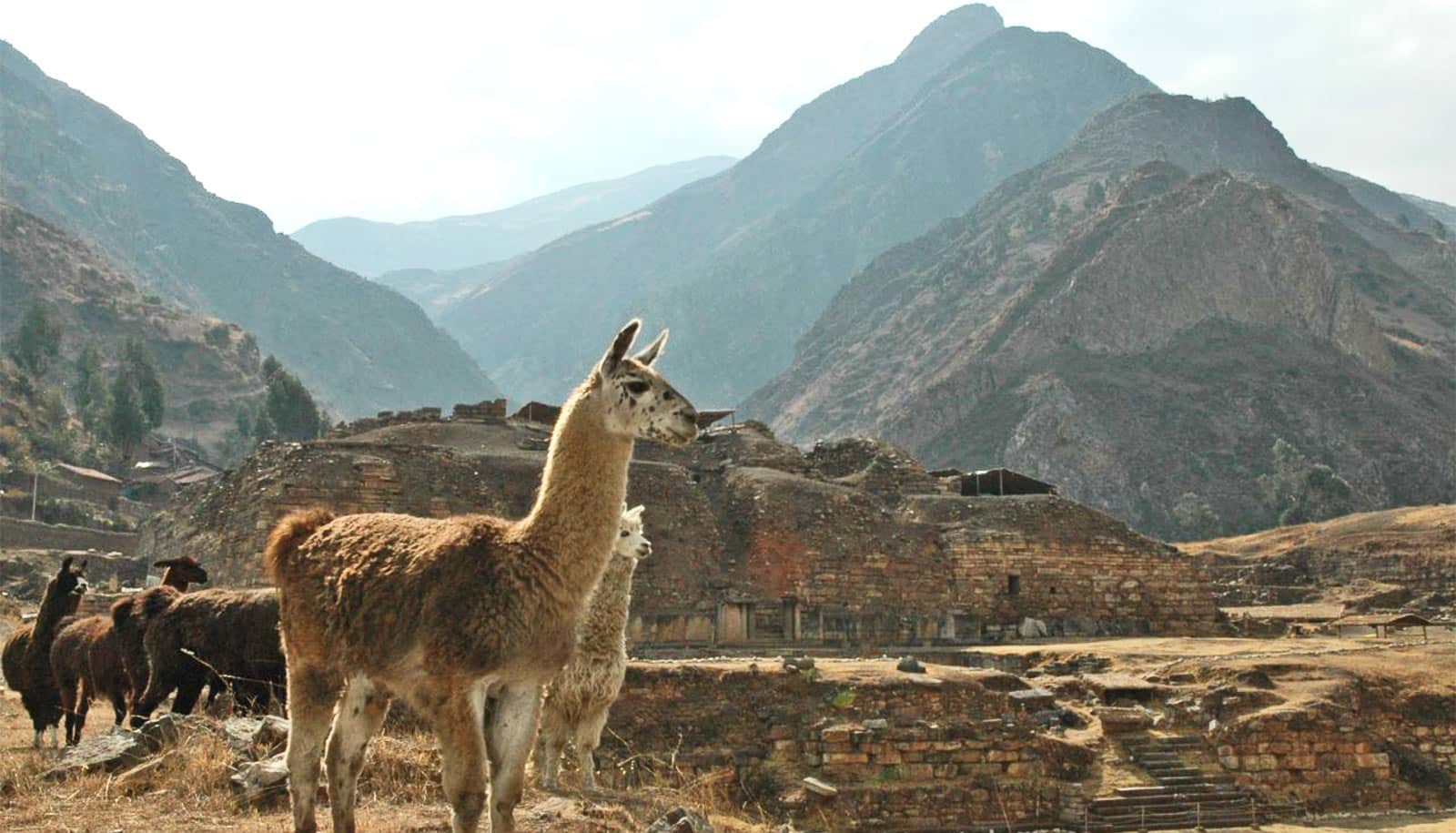 Leaders used psychedelics to enforce class in the ancient Andes