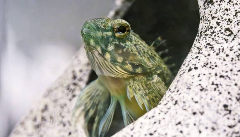 A green and yellow sculpin peeks out from a hole in a rock.
