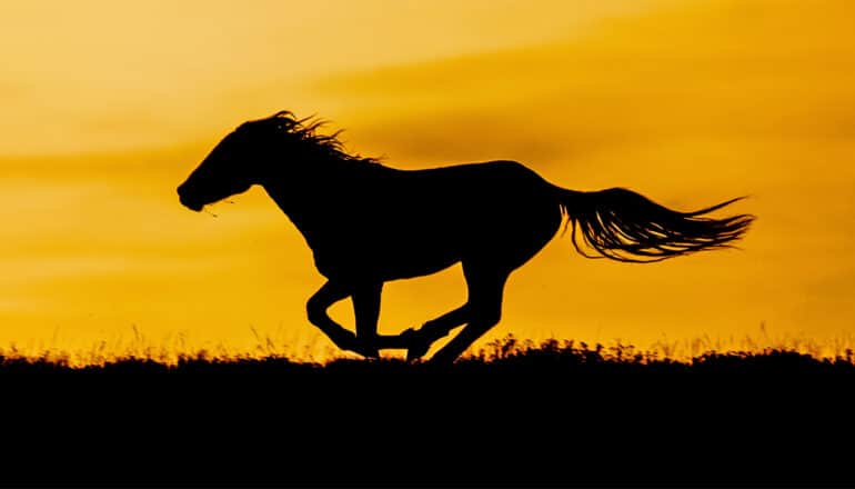 A horse running at sunset is seen in profile and silhouette.