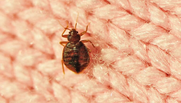 A red bed bug on a pink woven blanket.