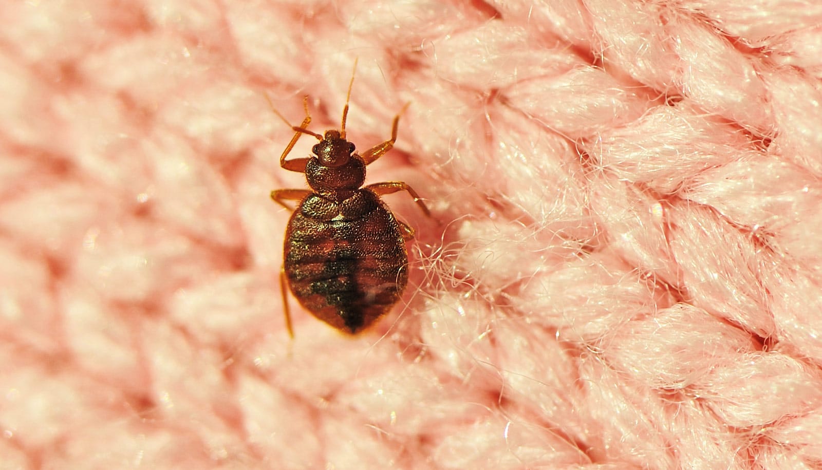 Bed bugs may be the first human pest