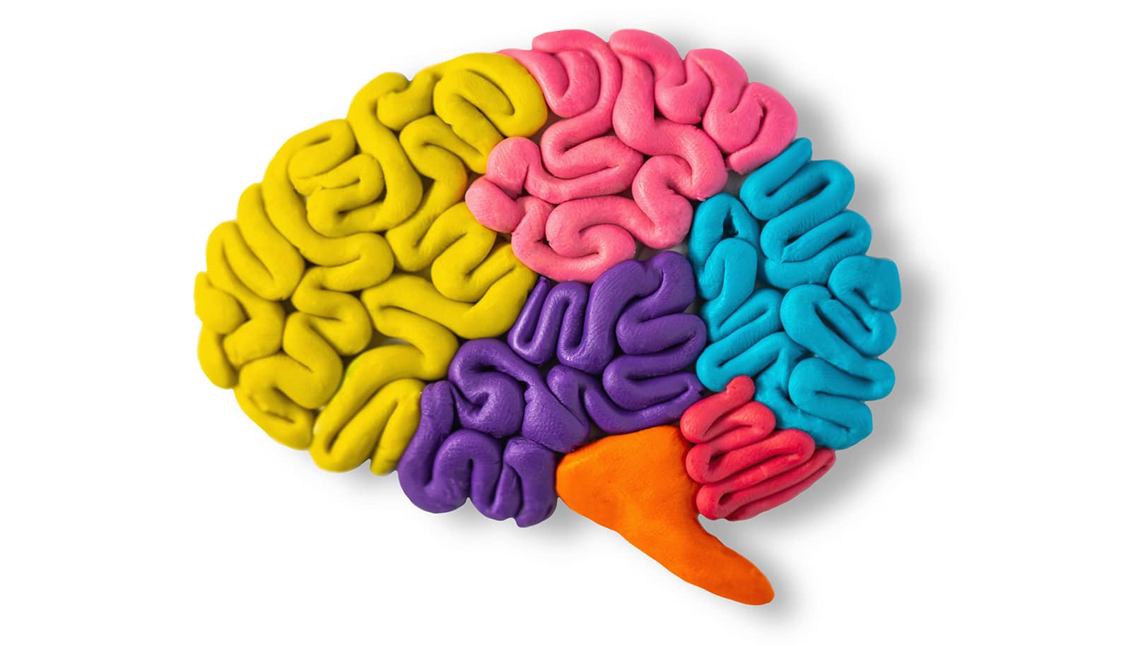 Discovery challenges decades-old ideas about brain flexibility