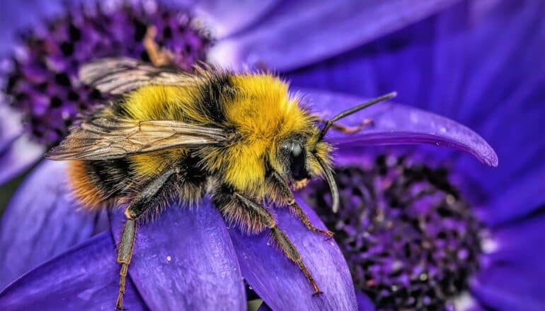 A yellow and black bumble bee queen stands on a deep purple flower.