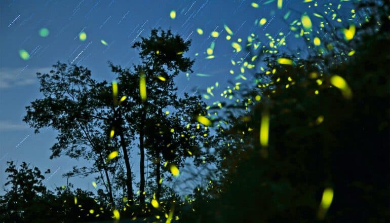 Fireflies twinkle with green light at night in a forest.