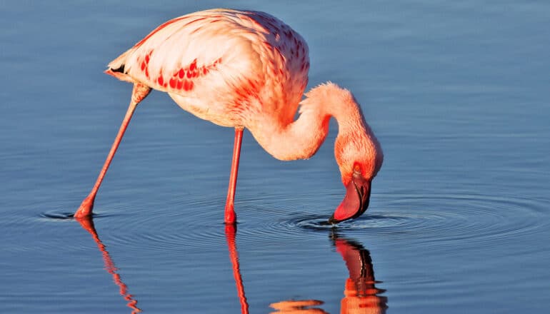 A flamingo stands in water and presses its beak down towards the water's surface.