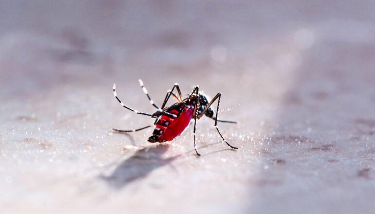 A mosquito full of blood stands on a white surface.