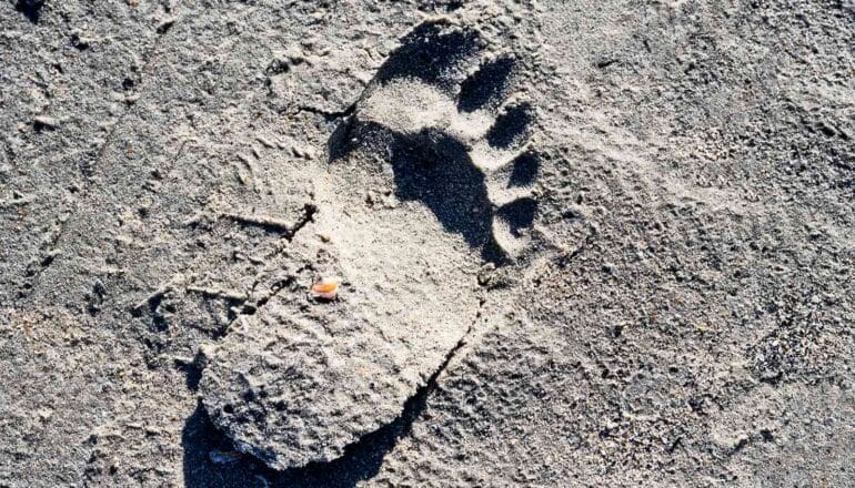 A single footprint in gray dirt.