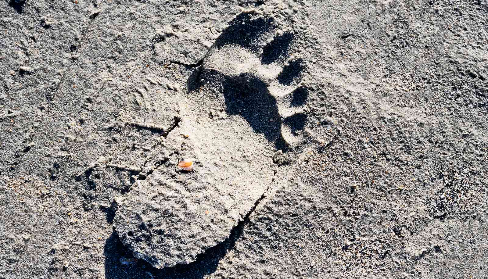 Team maps Neanderthal travels across Europe and Eurasia