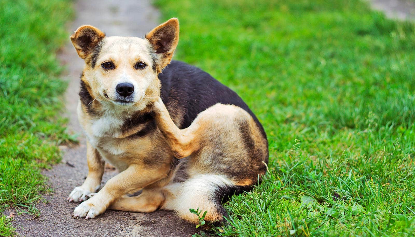 How to keep your pets free of fleas