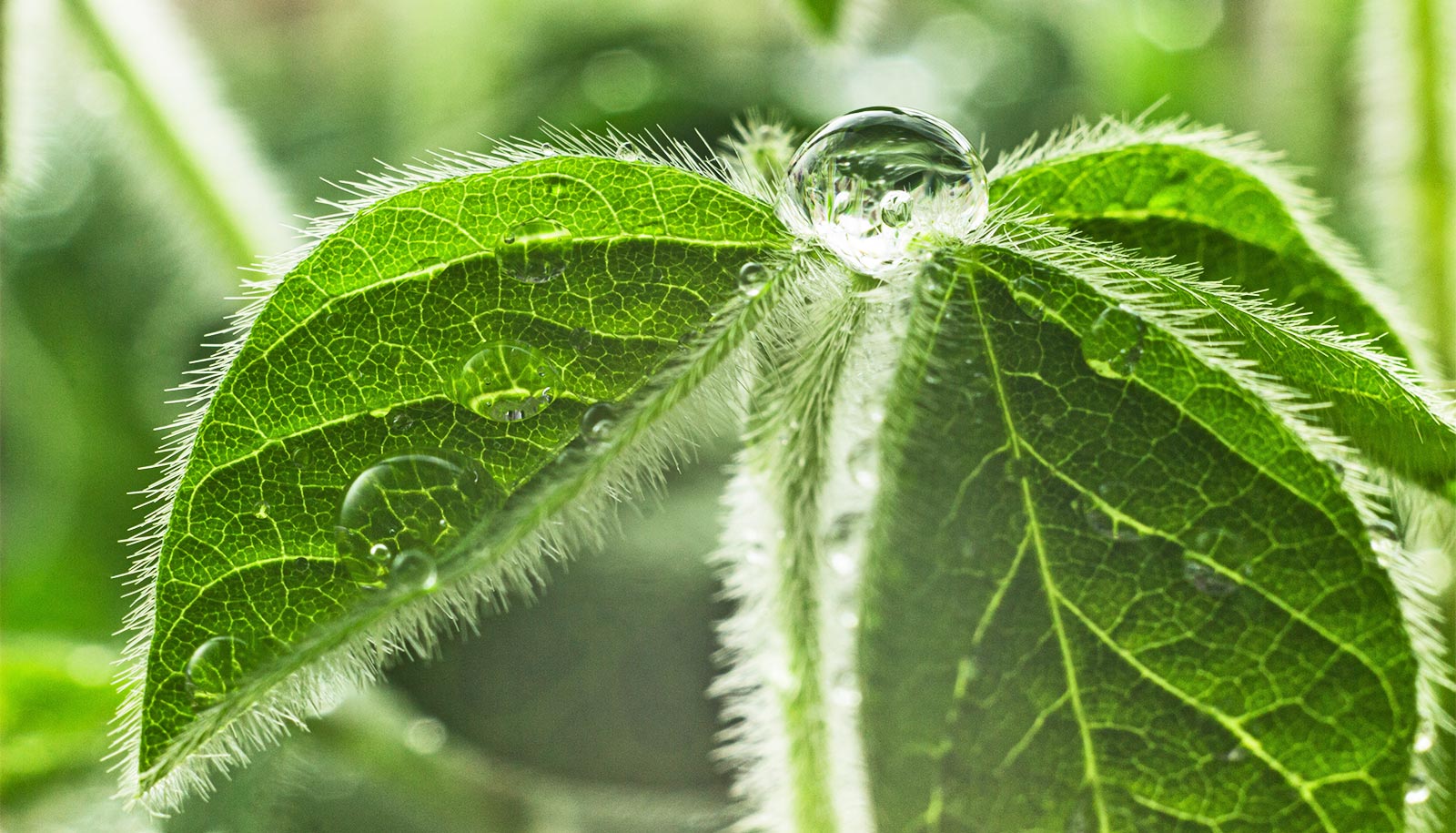 Some plants create their own pesticide, but there’s a downside