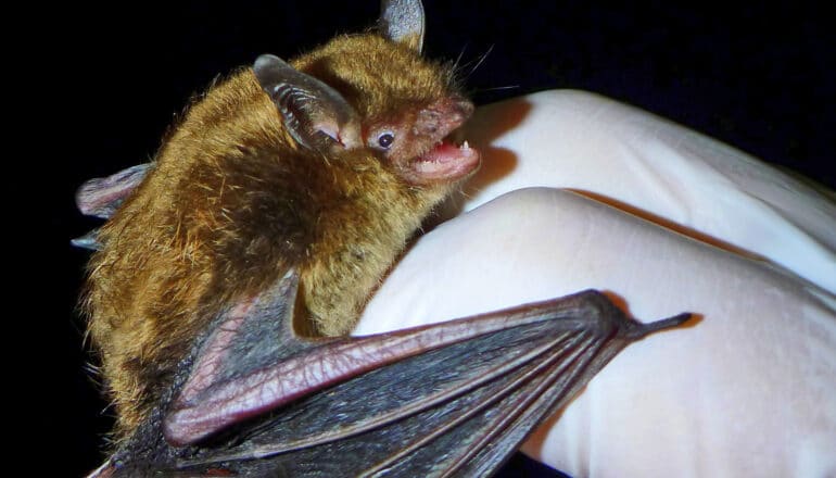 A little brown bat sits on a gloved hand.