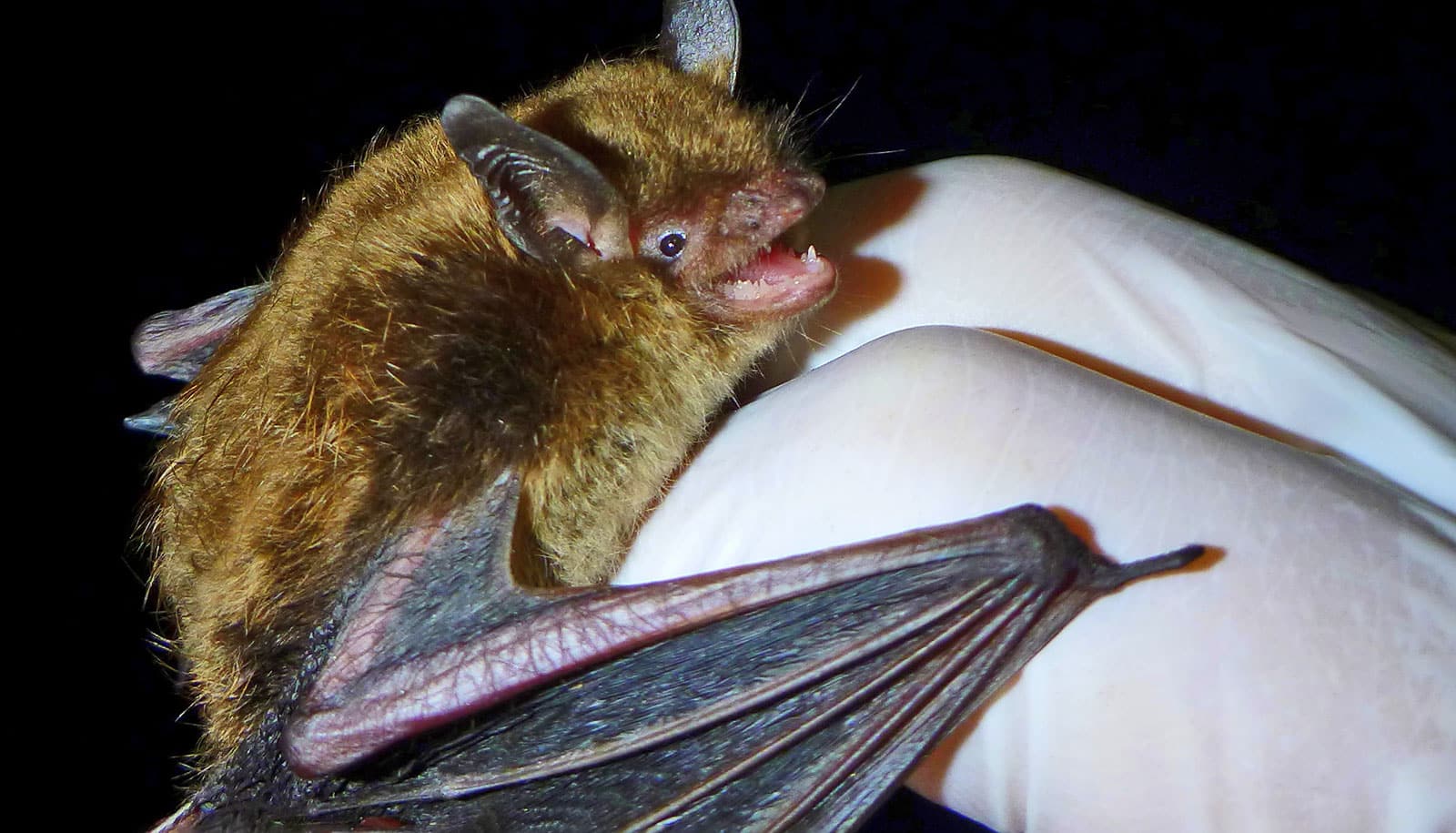 Why don’t bats get cancer?