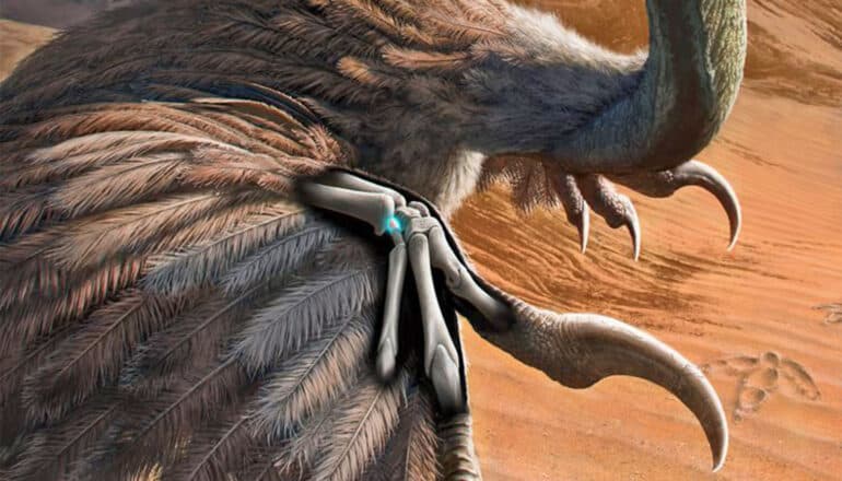 A close-up of a dinosaur arm with feathers attached to it with one wrist bone highlighted.