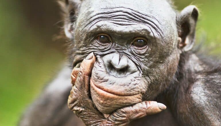 A bonobo touches its face and looks as if its smiling while looking at the camera.