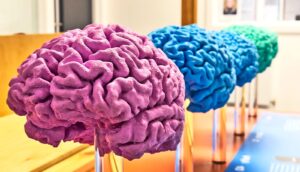 A row of brain models in different colors.