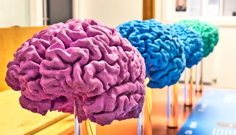 A row of brain models in different colors.