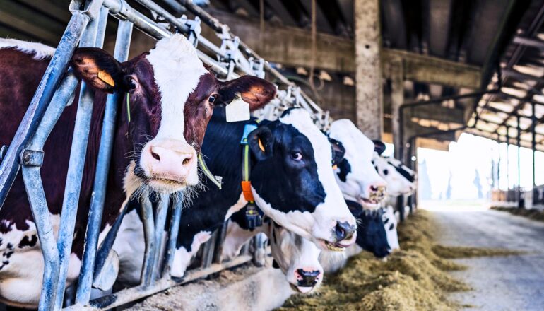 A row of cows in a dairy barn.