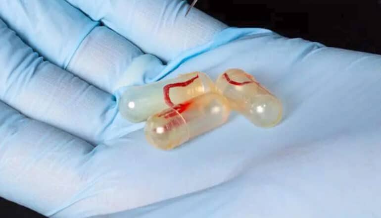 A researcher wearing a blue glove holds three capsules in the palm of their hand.