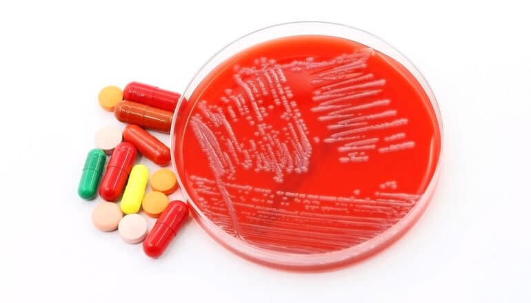 A petri dish filled with Acinetobacter baumannii bacteria sits next to a pile of colorful pills.