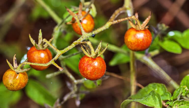 Red tomatoes hang off a vine.