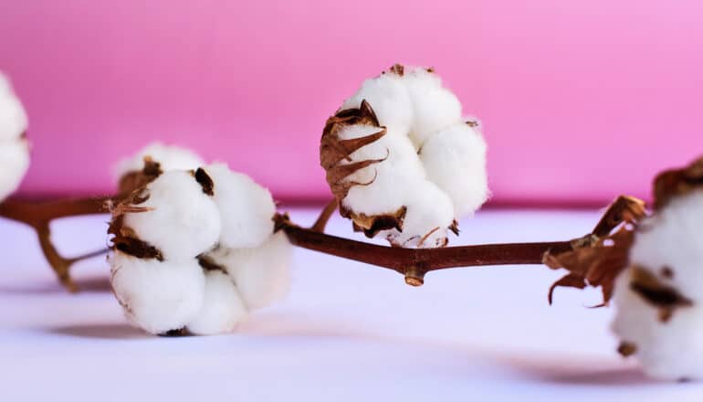 A branch of a cotton plant lays on a white surface in front of a pink background.