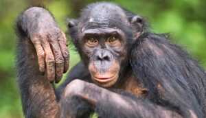 A bonobo looks at the camera with its hand in the air next to its face.