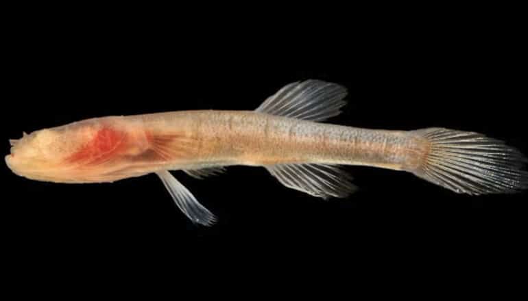 An eyeless cavefish in profile against a black background.