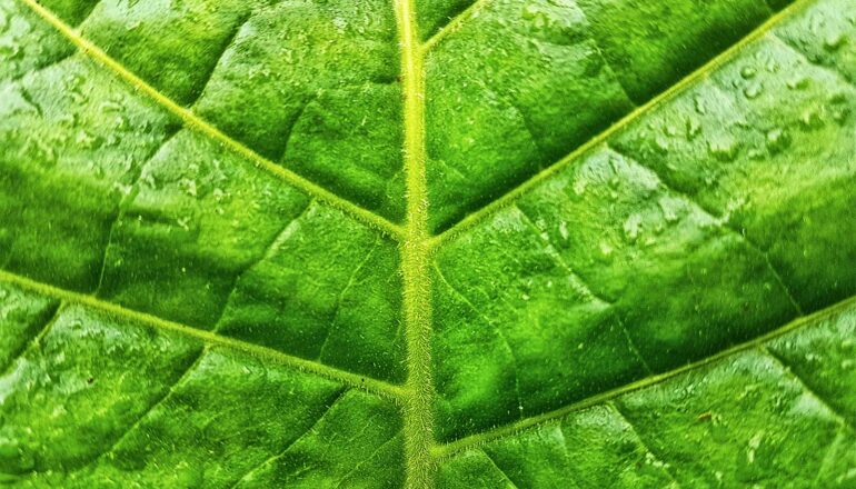 A close-up shot of a green leaf.