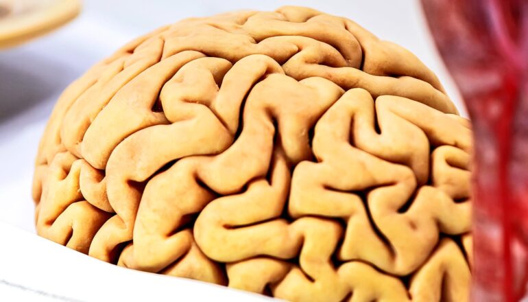 A model of a human brain.