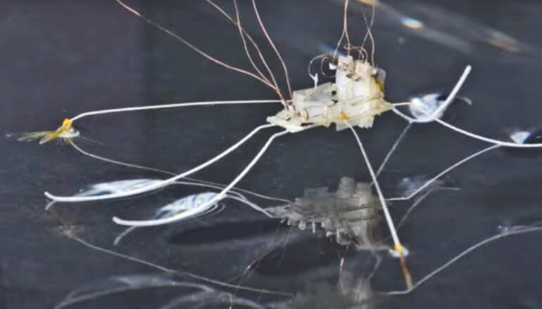 Watch: Robot takes inspiration from water bug ‘fans’
