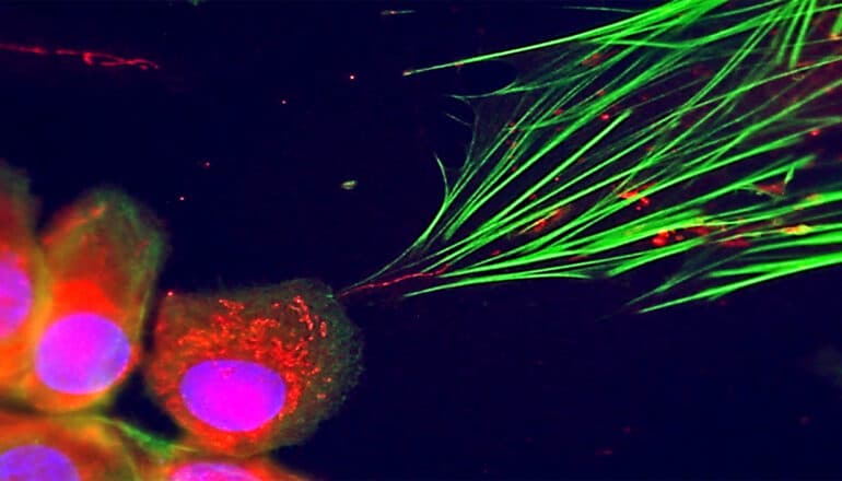 Cancer cells transfer their mitochondria to healthy cells.