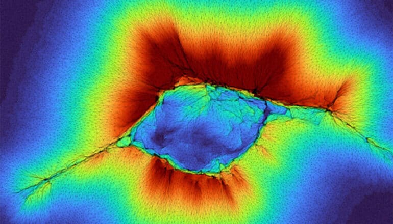 A colorful image shows how cells work together to extend their senses.