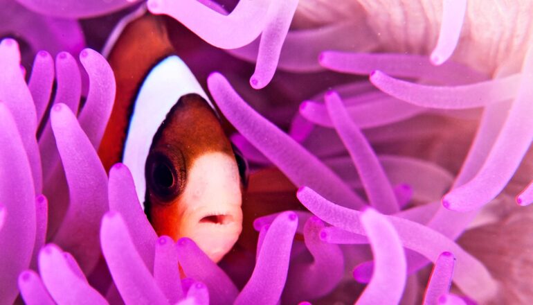 A clownfish peeks out from the tentacles of a purple anemone.