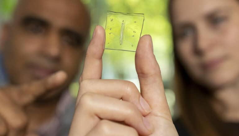 A researcher holds the lung on a chip between her thumb and forefinger.
