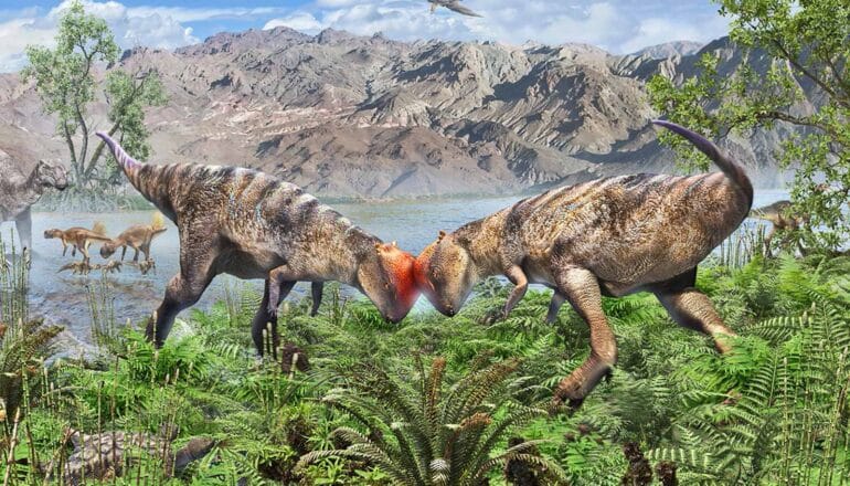 Two Zavacephale headbutt each other.
