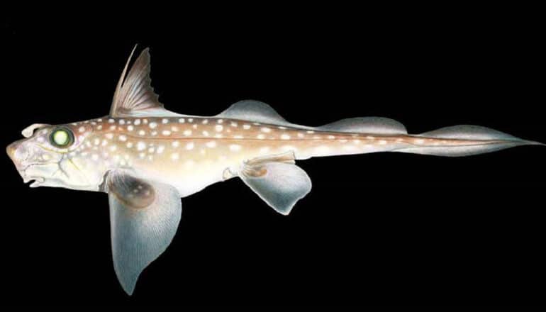 A sideview of a spotted ratfish against a black background.
