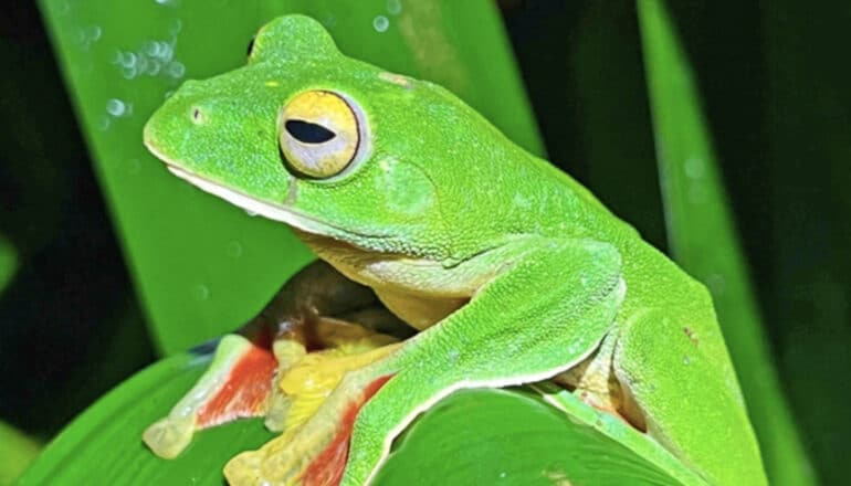 A bright green frog with yellow eyes stands on a green leaf.