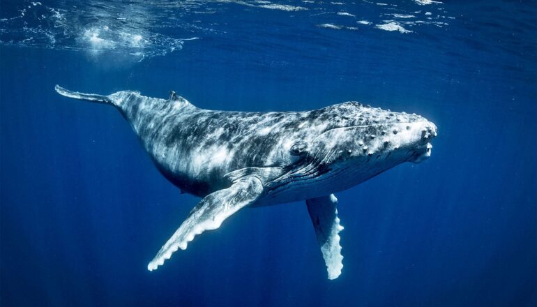A humpback whale swims through deep blue water.