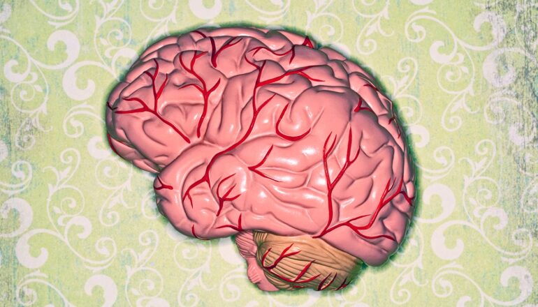 A plastic model of a human brain on green wallpaper.