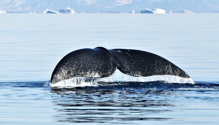 Can the secret of these whales’ long lives extend human lives?