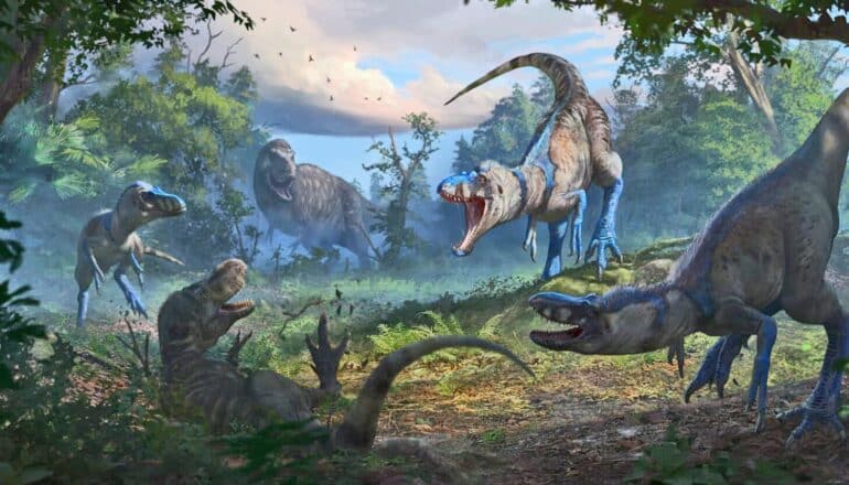 ‘Dueling dinosaurs’ fossil upends ideas about T. rex