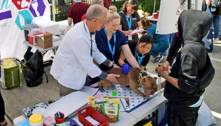 Vets examine a young man's dog on a table under a tent.