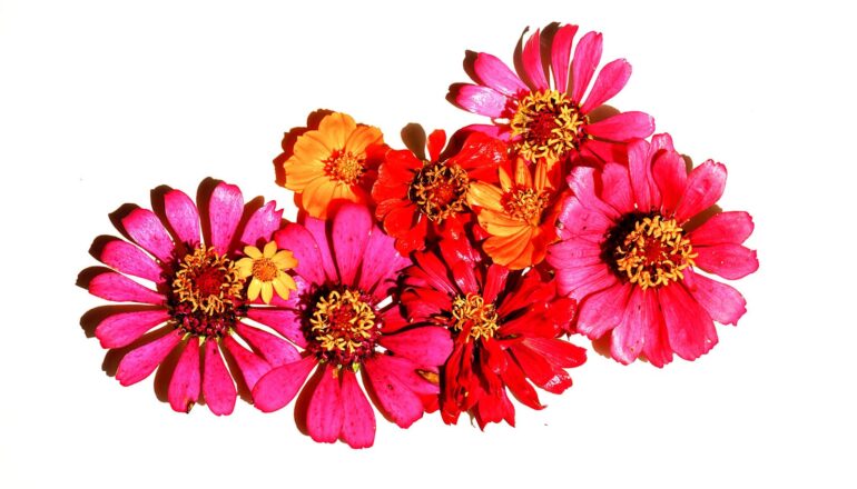 A group of pink and yellow flowers on a white background.