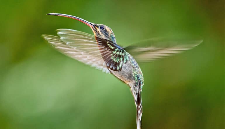 A green hermit hummingbird hovers against a green background.